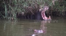 Hippo Fun Time