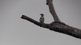 Pied Kingfisher feeding