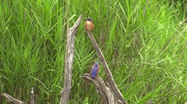 Malachite Kinfishers Lake-Panic Kruger Park