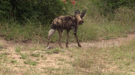 Wild Dogs Hunting Kruger Park