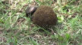 Dung Beetle on his way home with food