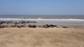 Grey seals flock beach in norfolk during heatwave on the coast
