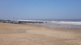 Grey seals basking in the Heatwave on the Norfolk coast spots a fishing trawler
