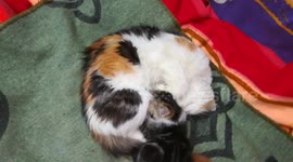 Female Cat Drink Milk From Mother Breast