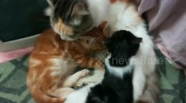 Mother Cat Letting Her Babies Drink Milk In Old Stage