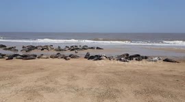 Grey seals bask in glorious sunshine on Norfolk beach