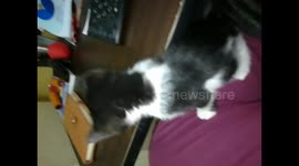 Female Black Cat Sitting In Front Of Computer Screen