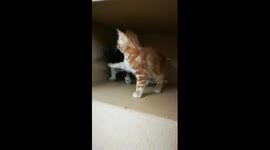 Two Kitties Doing Mojo Fight In Box