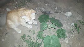 Cat play with Rat
