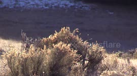 Big Mule Deer Buck in Rut marking his territory