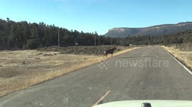 Dog Cries everytime I stop to film Big Mule deer bucks