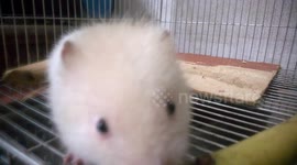 Animals With rare Unique markings
