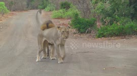 Lions mating on the road right in front of us!