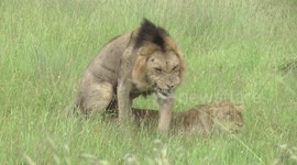 Lions mating in long grass – male then marks with his hind feet
