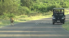 Male Lion on the road – walking ahead of a safari vehicle