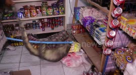 Grandmother, 68, terrified after giant monitor lizard raids her shop