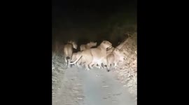 Outrage in India as pride of lions is harassed in reckless car chase