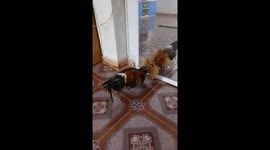 The chicken fights with the mirror