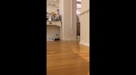 Big ginger Mainecoon dressed up as Darth Vader and flashes his eye at me