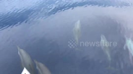 Tourists amazed when dolphins swim alongside boat