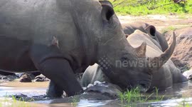 Rhinos in Kruger National Park  relaxing in a mud wallow