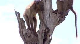 Baboons relaxing and scanning the bush high up in a dry tree in Kruger National Park