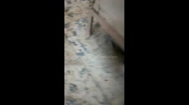 Cat Wants To Take Her Kitties Out