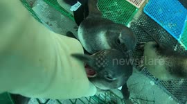 Adorable But Hungry! Volunteer Feeds Army Of Penguin babies