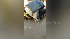 Two bull fight on busy road in India