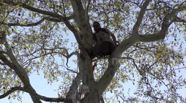Activist climbs up tree on 5th day of Extinction Rebellion protests in London