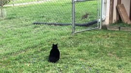 Cat’s Unable to Chase Rabbit