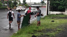 Samoan workers strim/brush cut grass without basic safety equipment such as shoes.