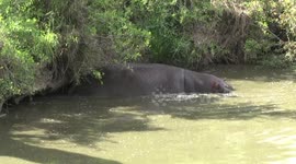 When the poo hits the fan – a male Hippo marks his territory by flicking dung