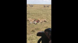 Cheaters kill young zebra in Masai Mara Kenya  and eat fresh with sound effects