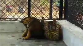 Three tiger cubs with mother tiger have been the centre of attraction for visitors in the Anna zoological park in Southern India.