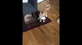 Fetch
