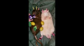 Right holiday, wrong rodent: Easter rats celebrate with eggs