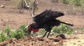A Southern Ground Hornbill hunting for dung beetles in Elephant Dung with its formidable beak