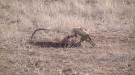 Drama in the African bush – an Eagle and Vultures compete over a carcass