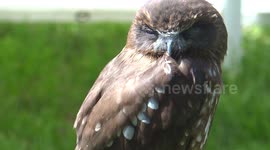 Falcons and owls display at St. George's day in London 2019