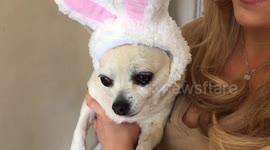 Our Easter Bunny (chihuahua)!
