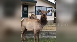 Funny moment docile elk suddenly charges filmer