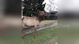 Newsflare Edit - Newsflare Edit - Elk Attacks Canadian Funny