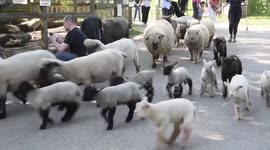 Spring lambs herded though London city farm on Easter Sunday