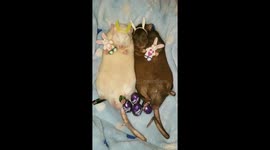 Easter rats cuddling their Easter bunnies