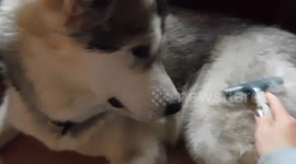 Alaskan Malamute  Sojou Shedding Winter Fur