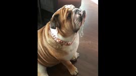 Darla and the strongest drool bubble in the world