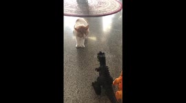 Video shows an angry cat slaps a t-rex toy