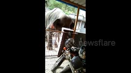 Raging elephant terrorises locals and wreaks havoc in South Indian town