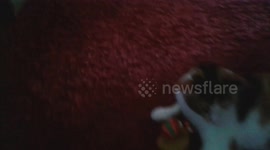 Cat playing with rubber duck (again)